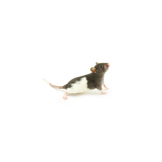mouse_2_300px