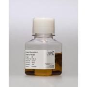 Foetal Bovine Serum – Mexican Origin