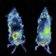 invivo imaging 7
