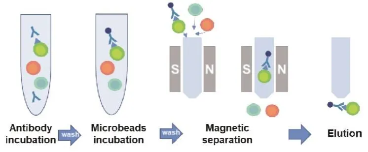 cell-separation-work-flow.png